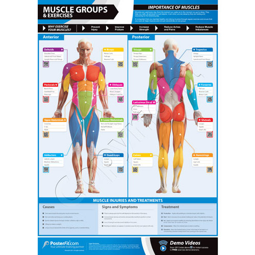 Product Image 1 - POSTERFIT MUSCLE GROUPS & EXERCISE CHART
