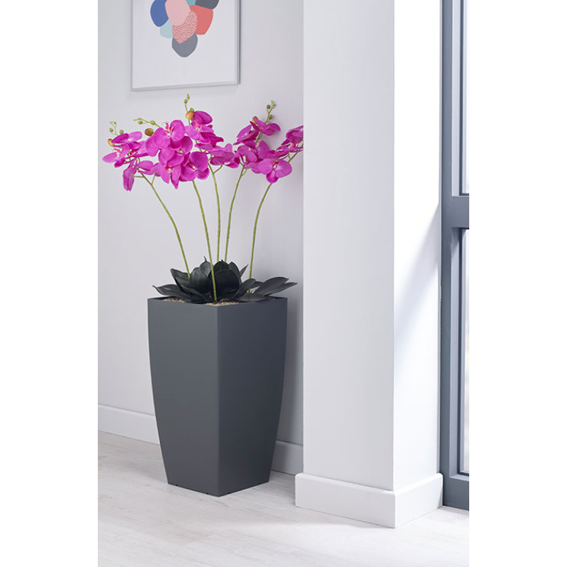 Product Image 1 - MAGENTA ORCHID PLANT