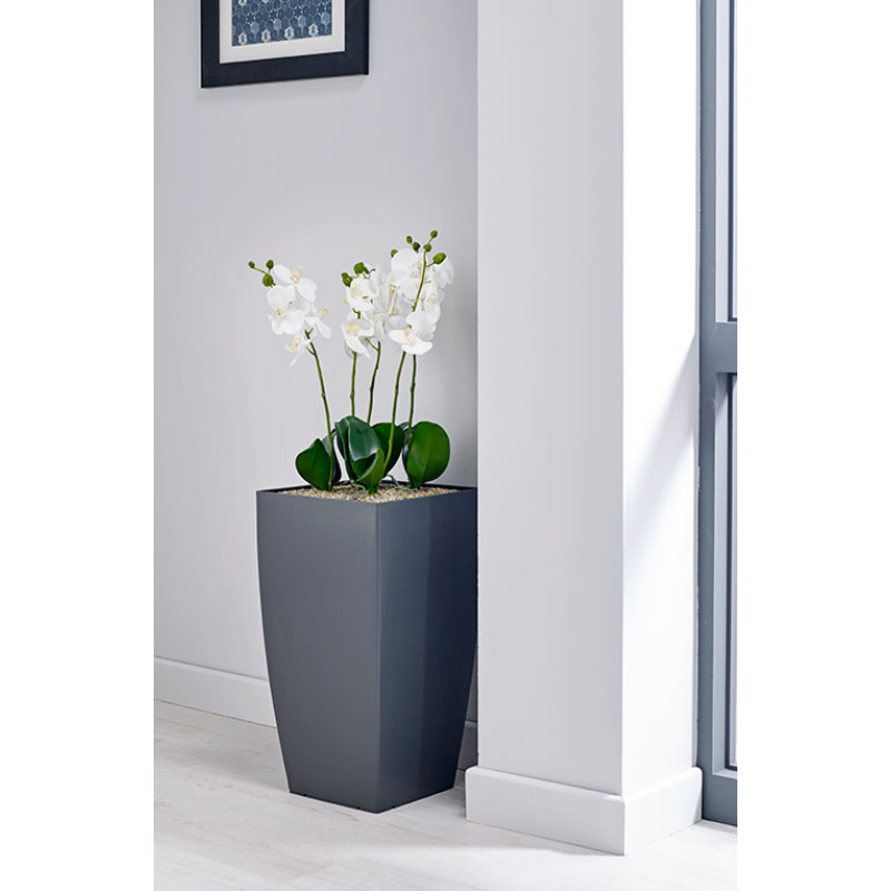 Product Image 1 - WHITE ORCHID PLANT