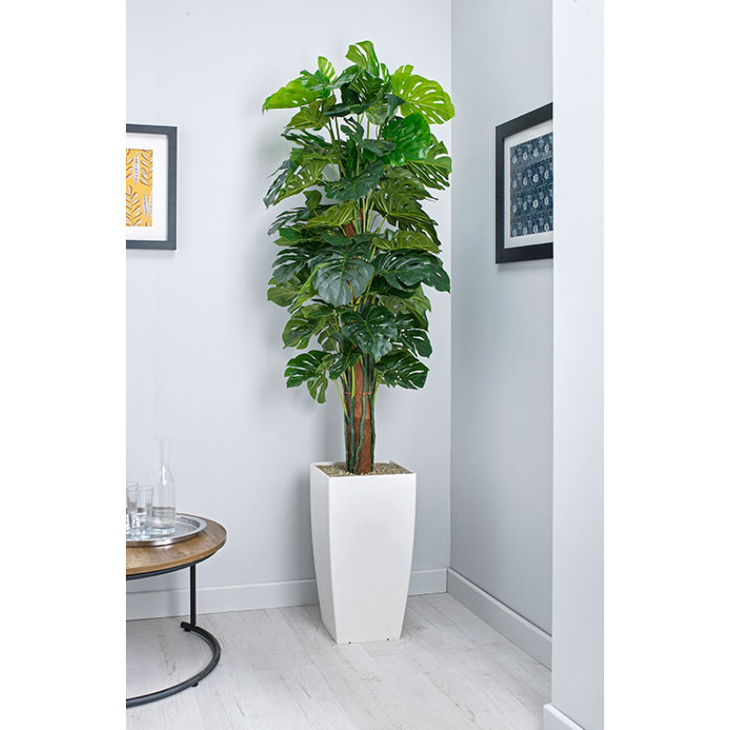 Product Image 1 - CHEESE PLANT ON POLE