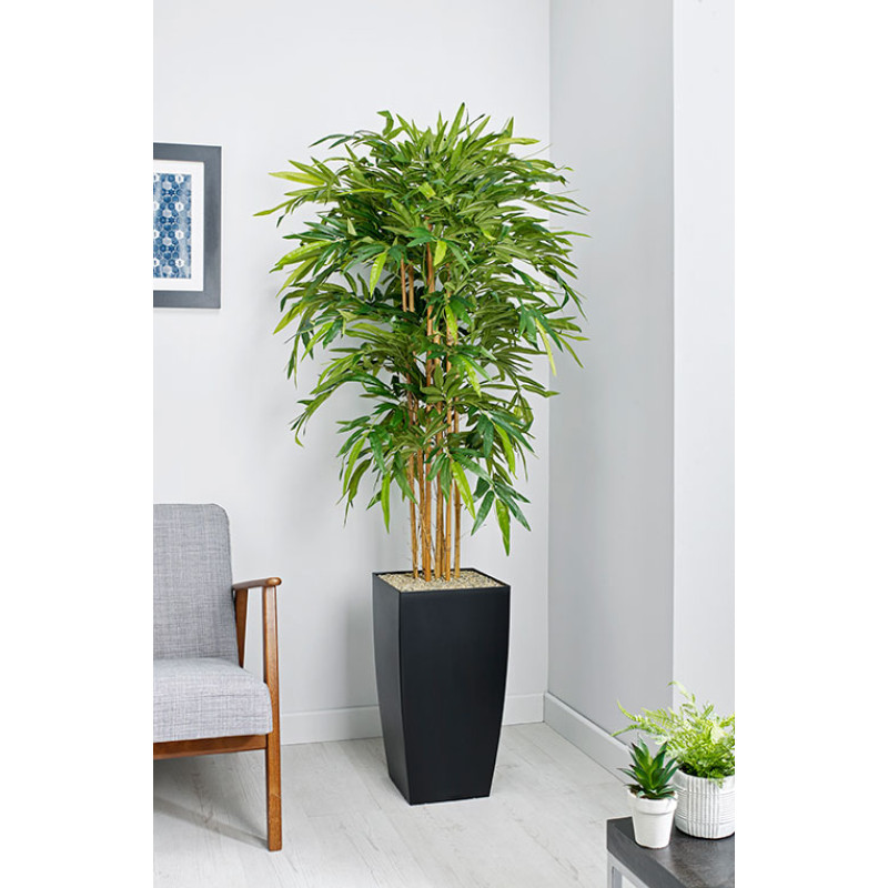 Product Image 1 - BAMBOO PLANT