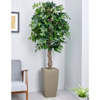 GREEN WEEPING FIG PLANT